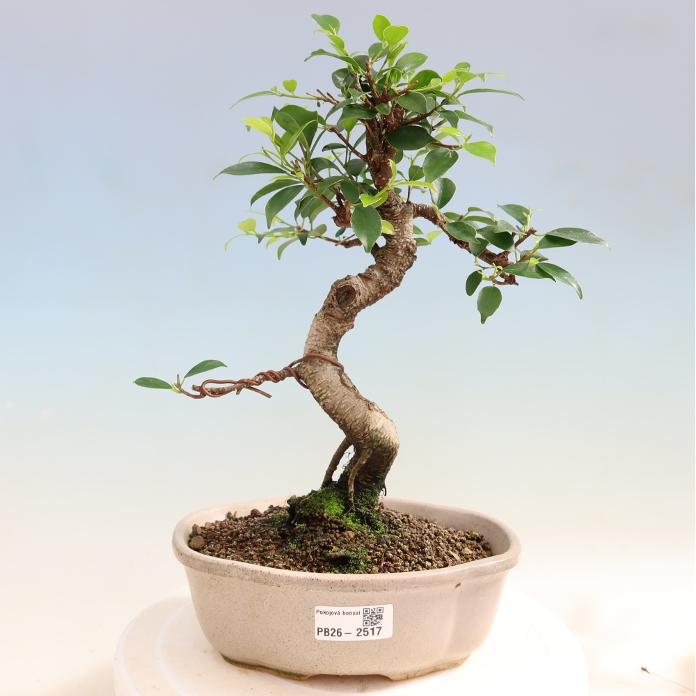 Izbový bonsaj - Ficus retusa - drobnolistý fikus