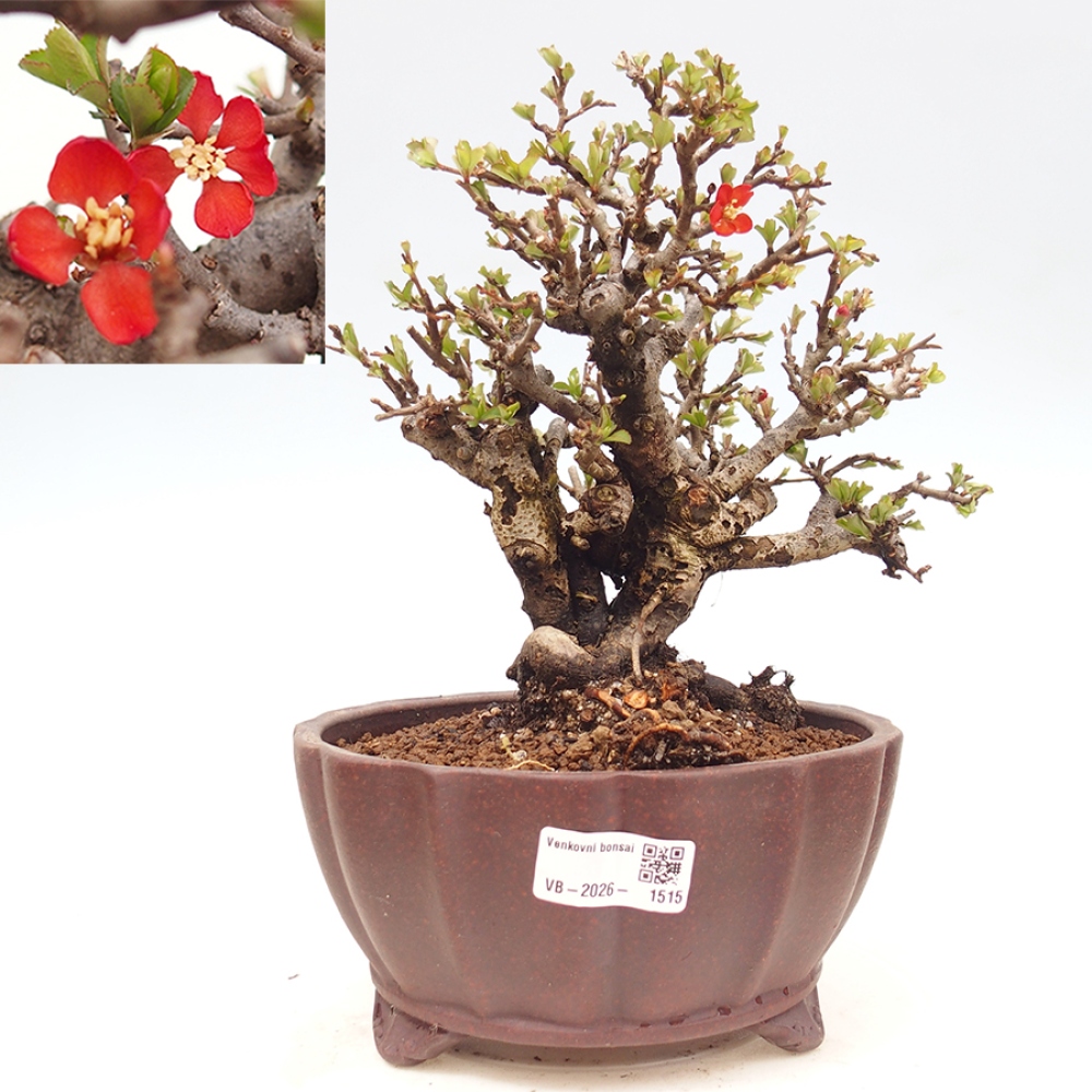 Vonkajšie bonsaje - Chaneomeles speciosa - Kdoule