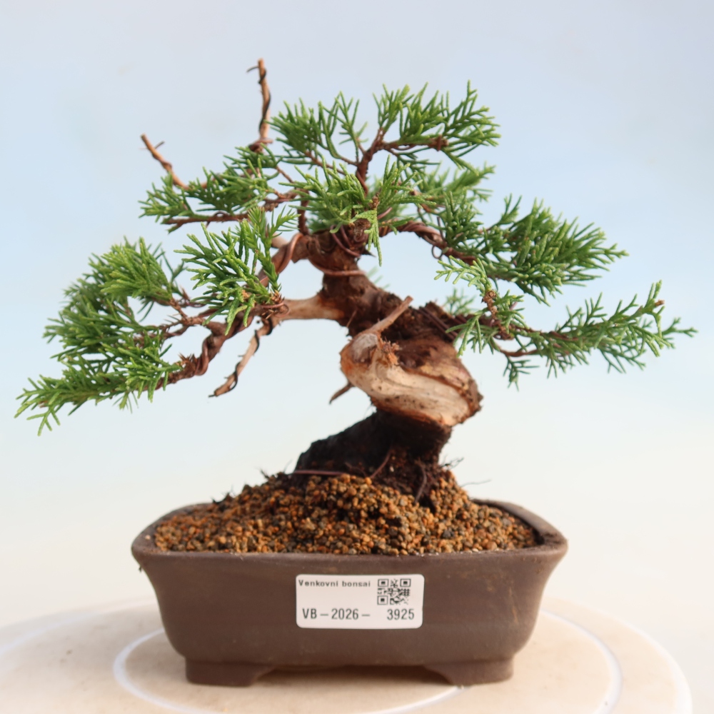 Vonkajší bonsai - Juniperus chinensis Itoigawa -Jalovec čínsky