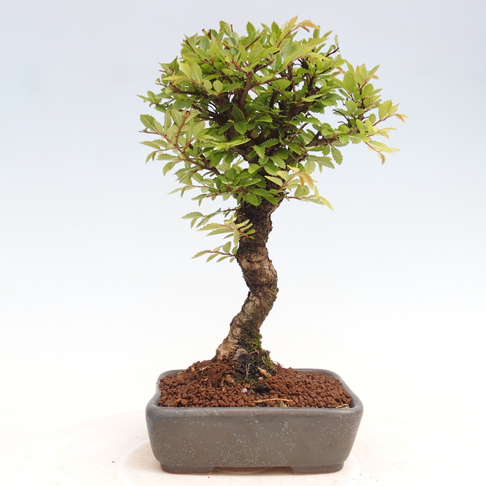 Vonkajšie bonsai - Zelkova - Zelkova Nirom