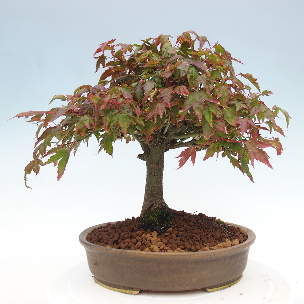 Acer palmatum KIOHIME - Javor palmetový