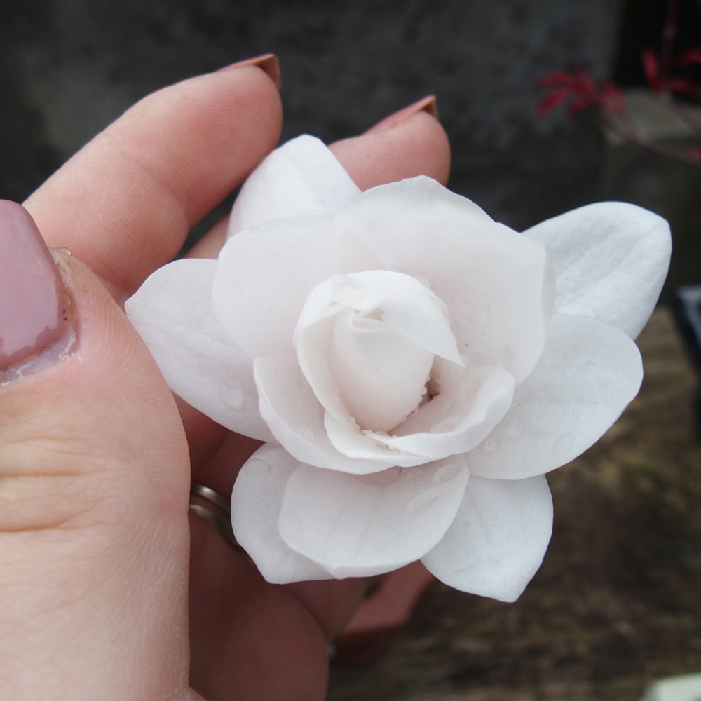 Vonkajšie bonsaje - Magnolia stellata