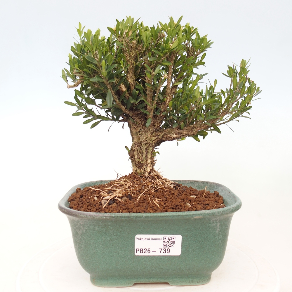 Izbové bonsaje - Buxus harlandii - korkový buxus