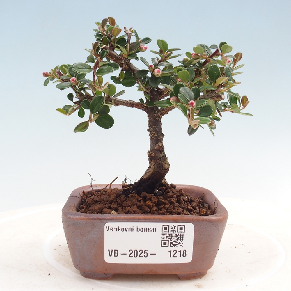 Vonkajší bonsai - Cotoneaster horizontalis - Skalník