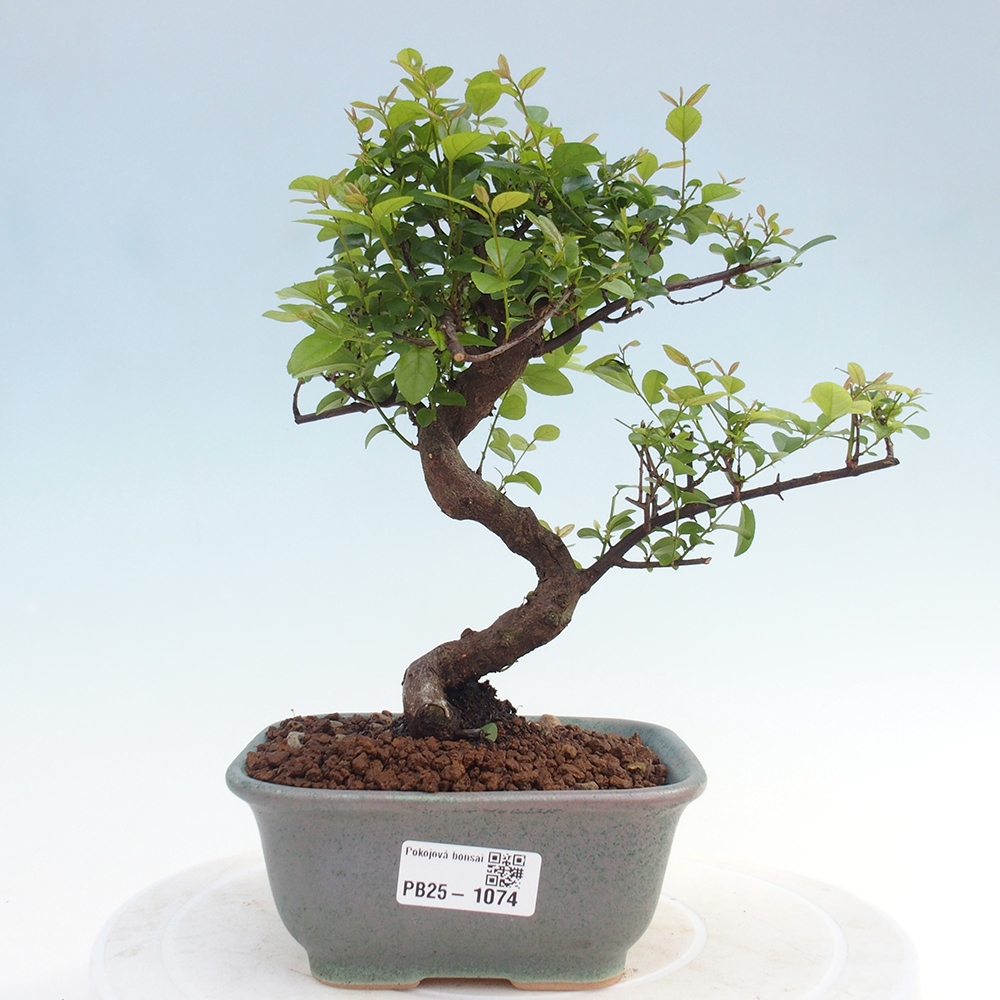 Izbová bonsai - Sagerécie thea - Sagerécie thea