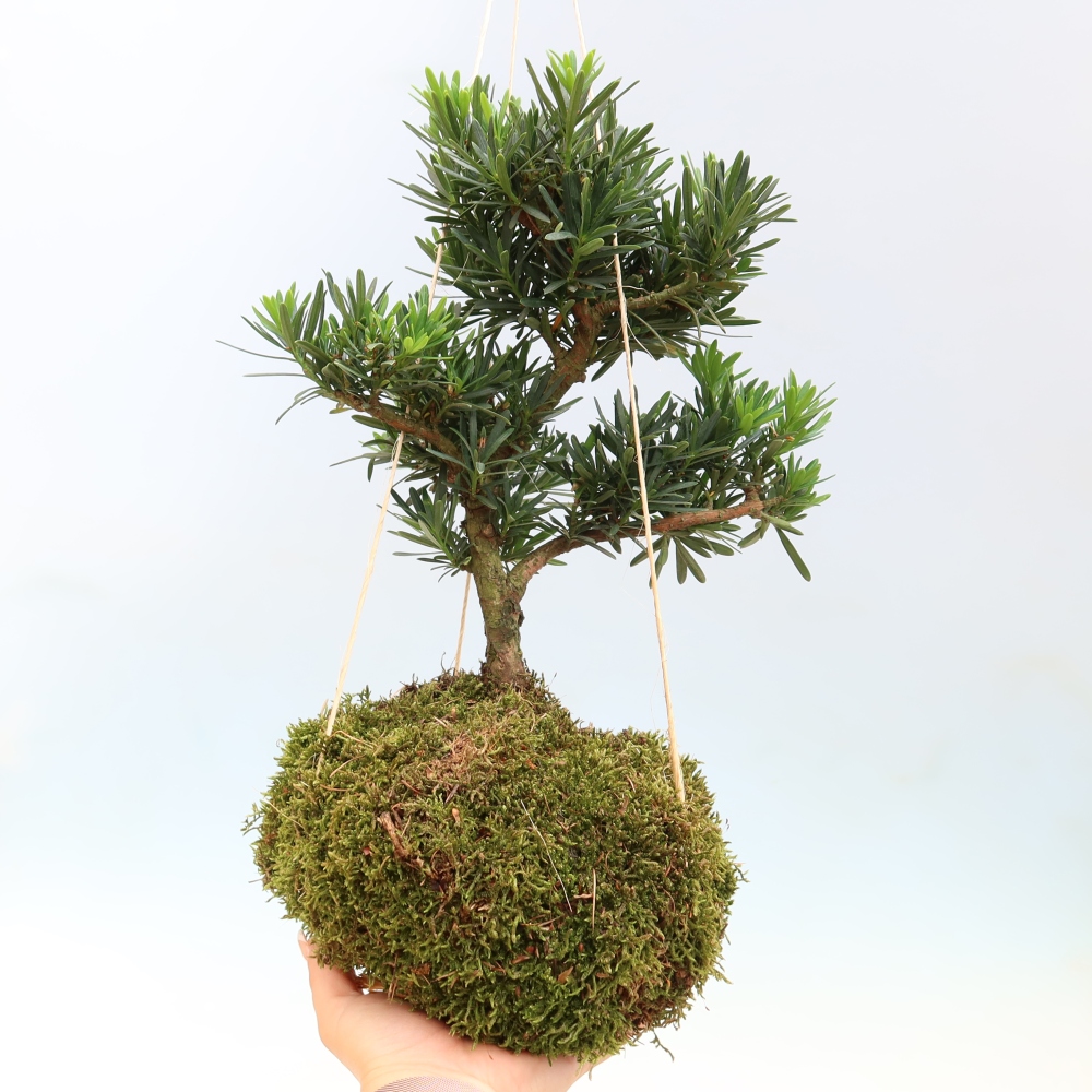 Kokedama v keramike – Podocarpus – Kamenný tis