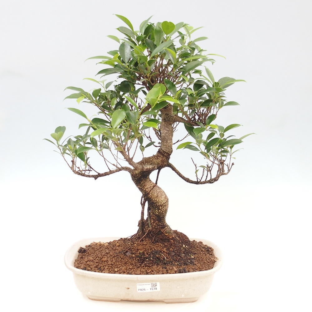 Izbové bonsaje - Ficus kimmen - drobnolistý fikus