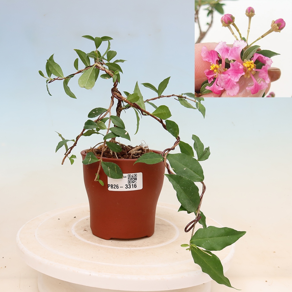 Izba bonsai – barbadoská čerešňa (Malpighia glabra) 