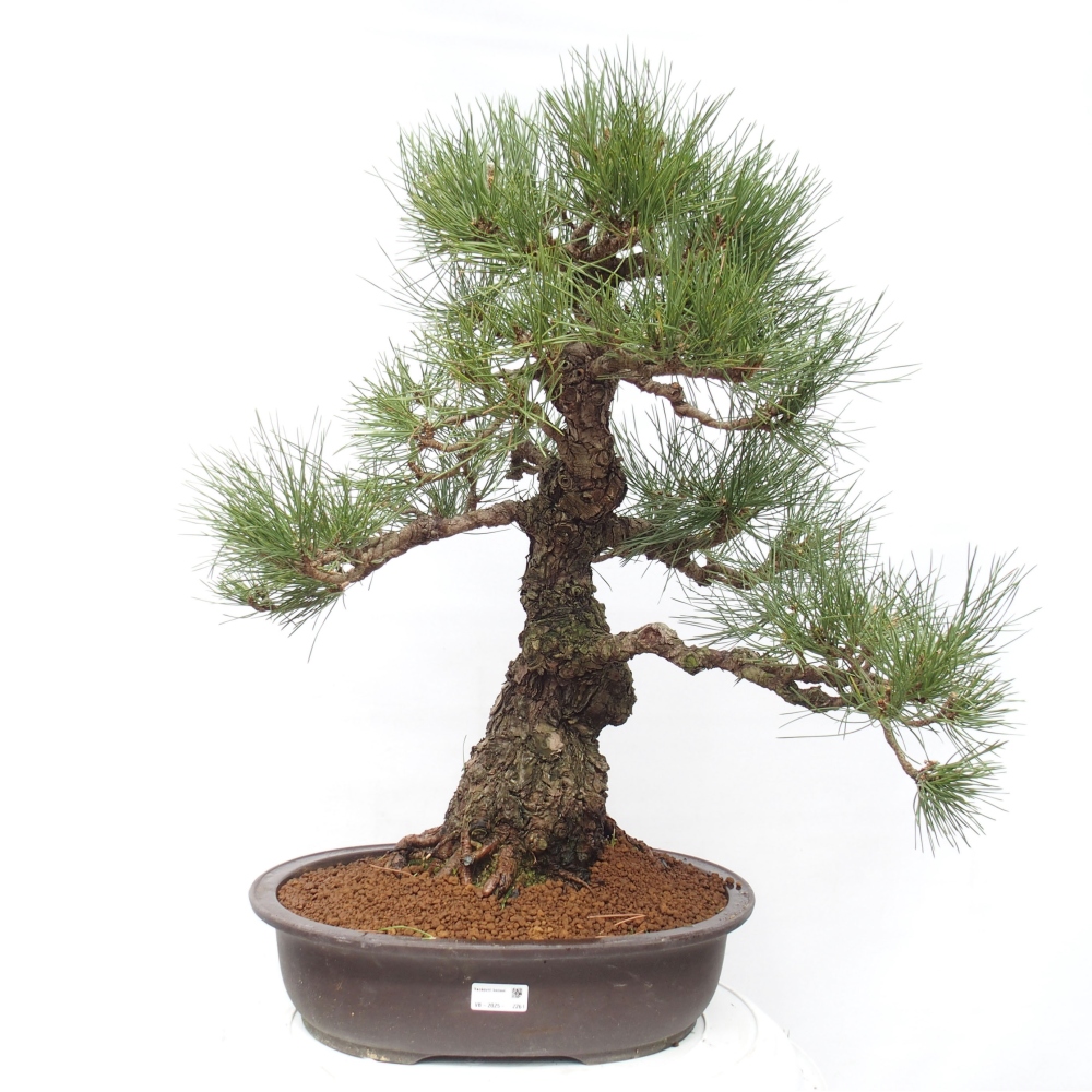 Vonkajšie bonsai - Pinus thunbergii - Borovica thunbergova