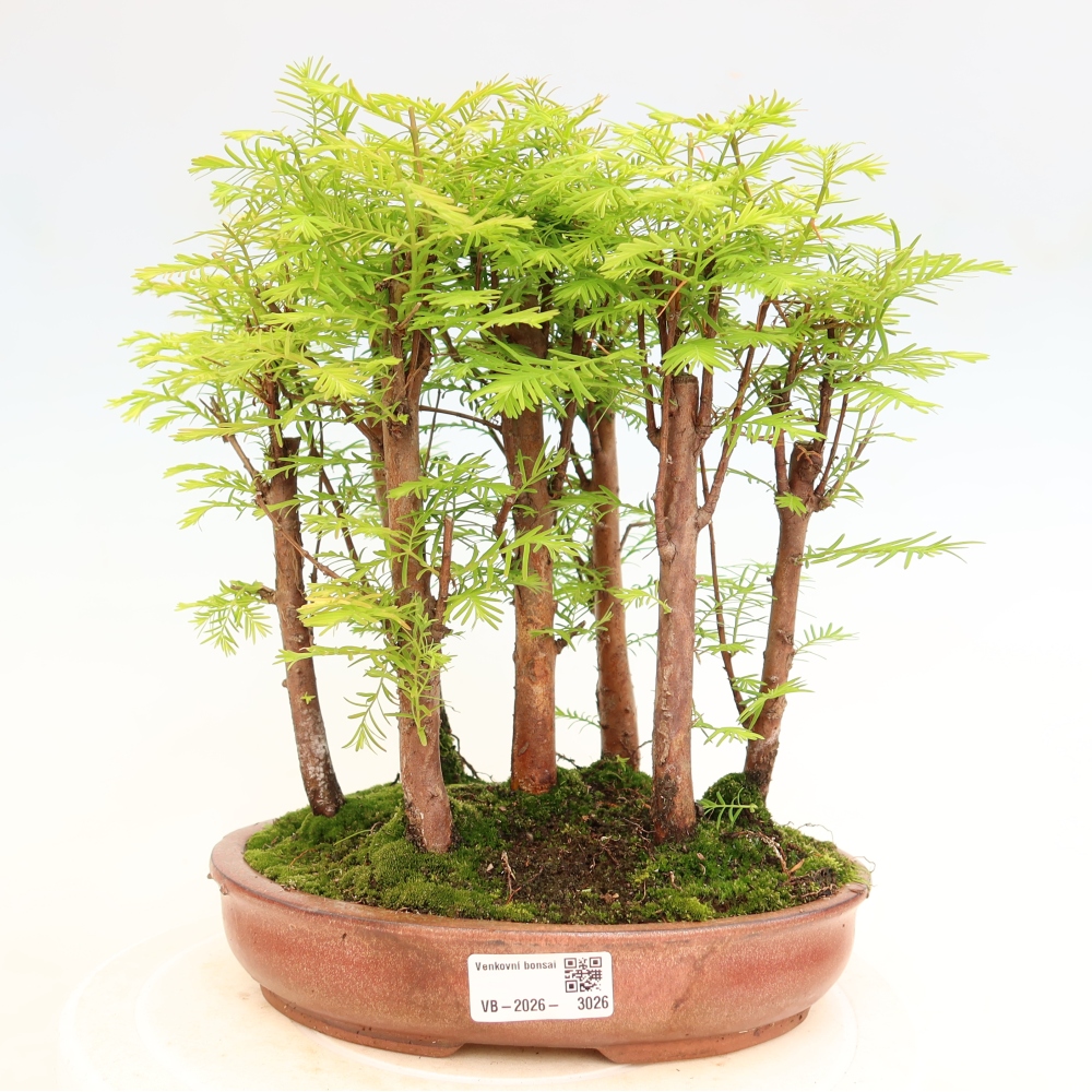 Vonkajší bonsai – Metasequoia glyptostroboides – čínska metasekvoja – hájik