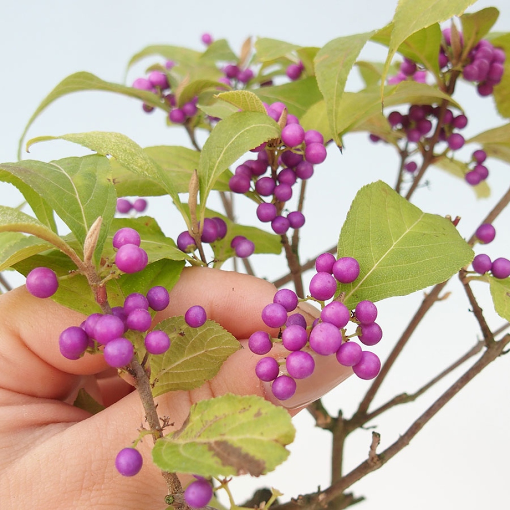 Vonkajší bonsai – krásnoplodka – Callicarpa bodinierova profusion