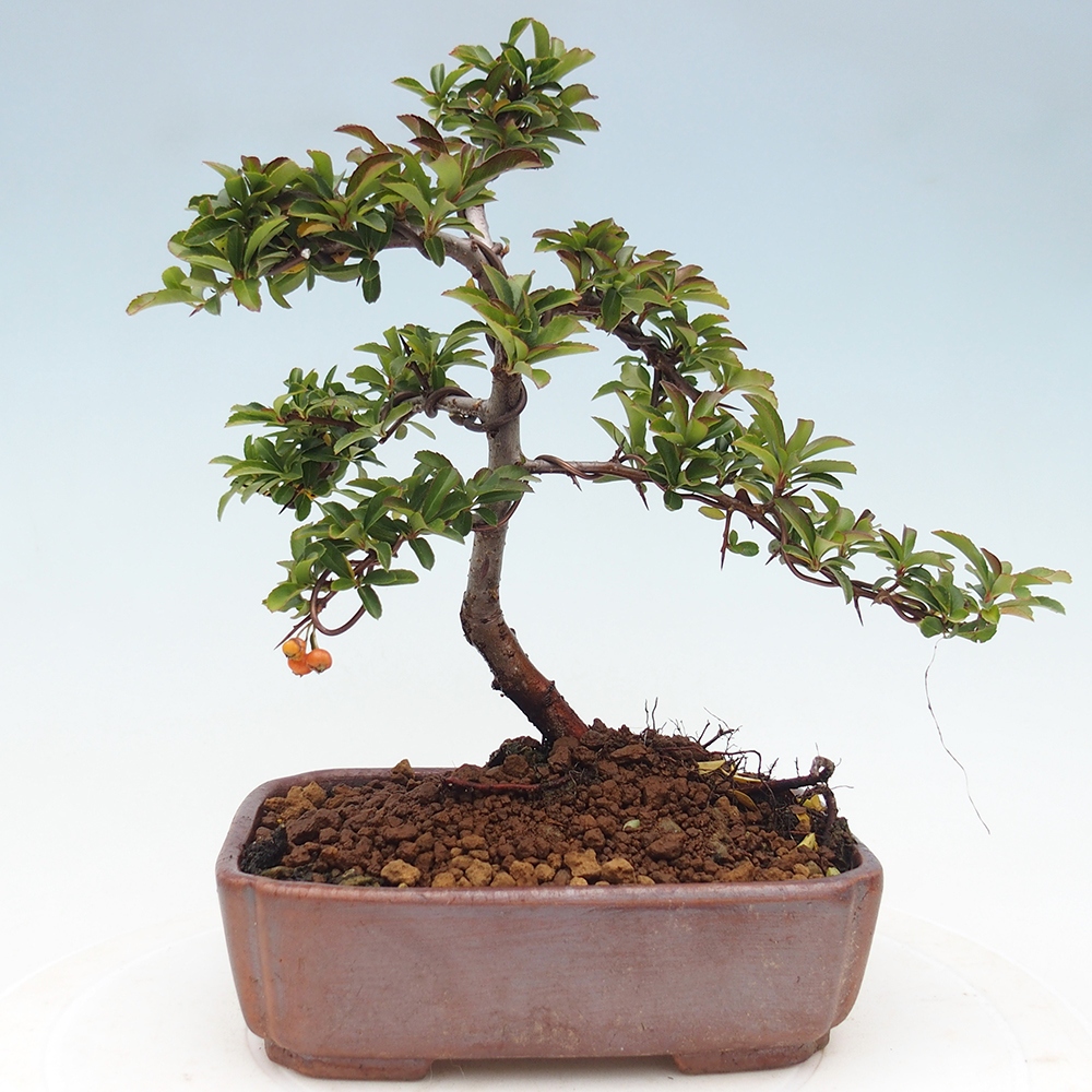 Vonkajšie bonsaje-Pyracantha Teton -Hlox