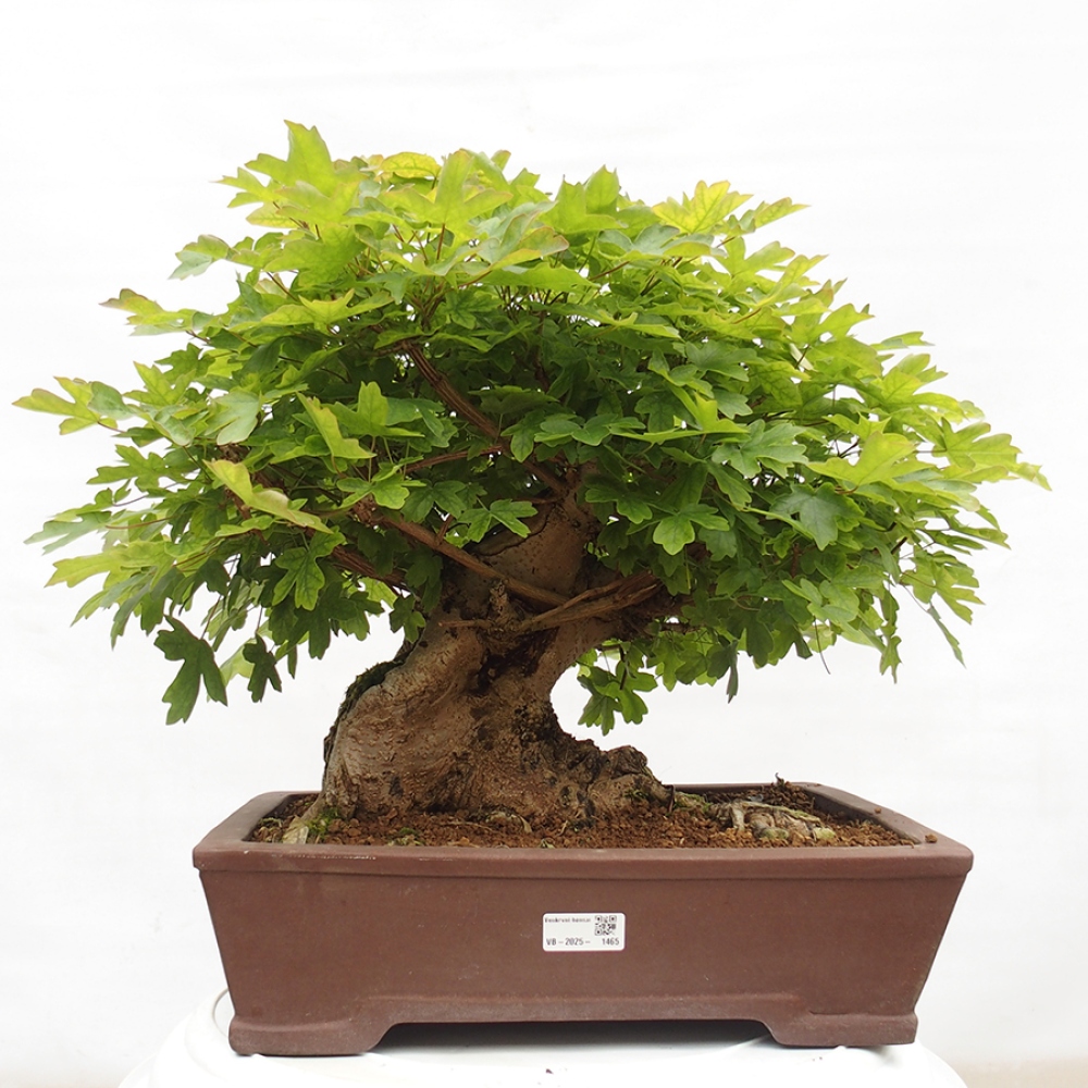 Vonkajší bonsai -Javor babyka - Acer campestre
