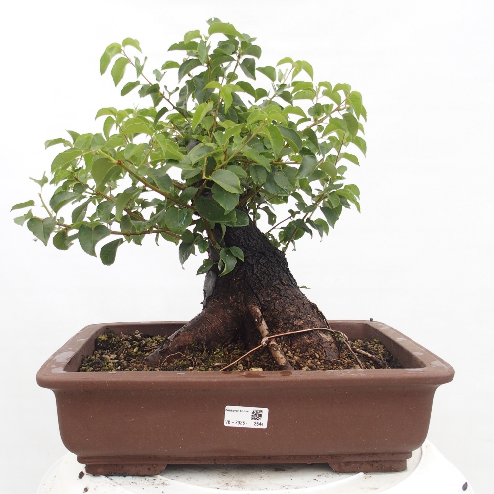Vonkajšie bonsai - Mahalebka - Prunus mahalieb