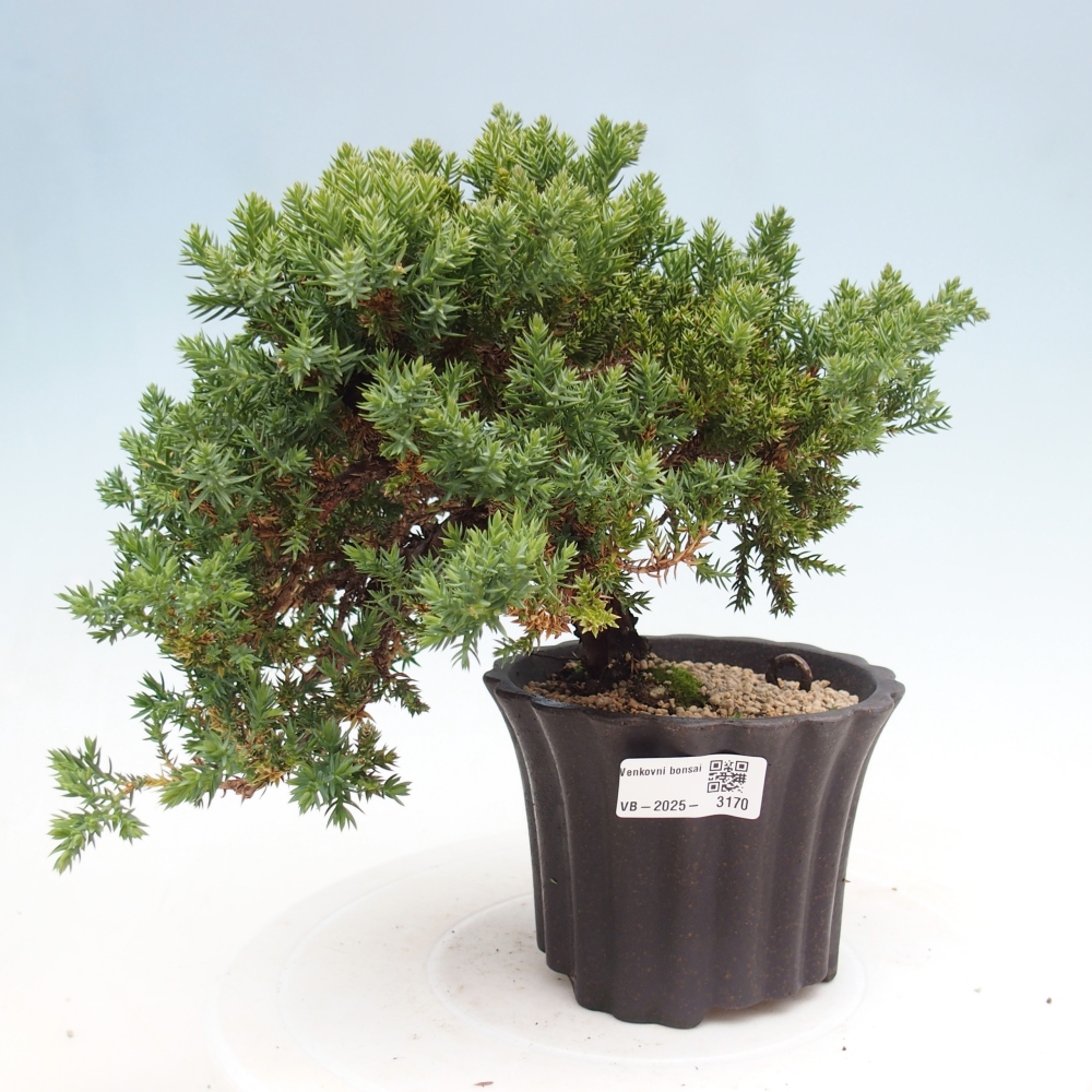 Vonkajší bonsai - Juniperus procumbens - Borievka polehavá