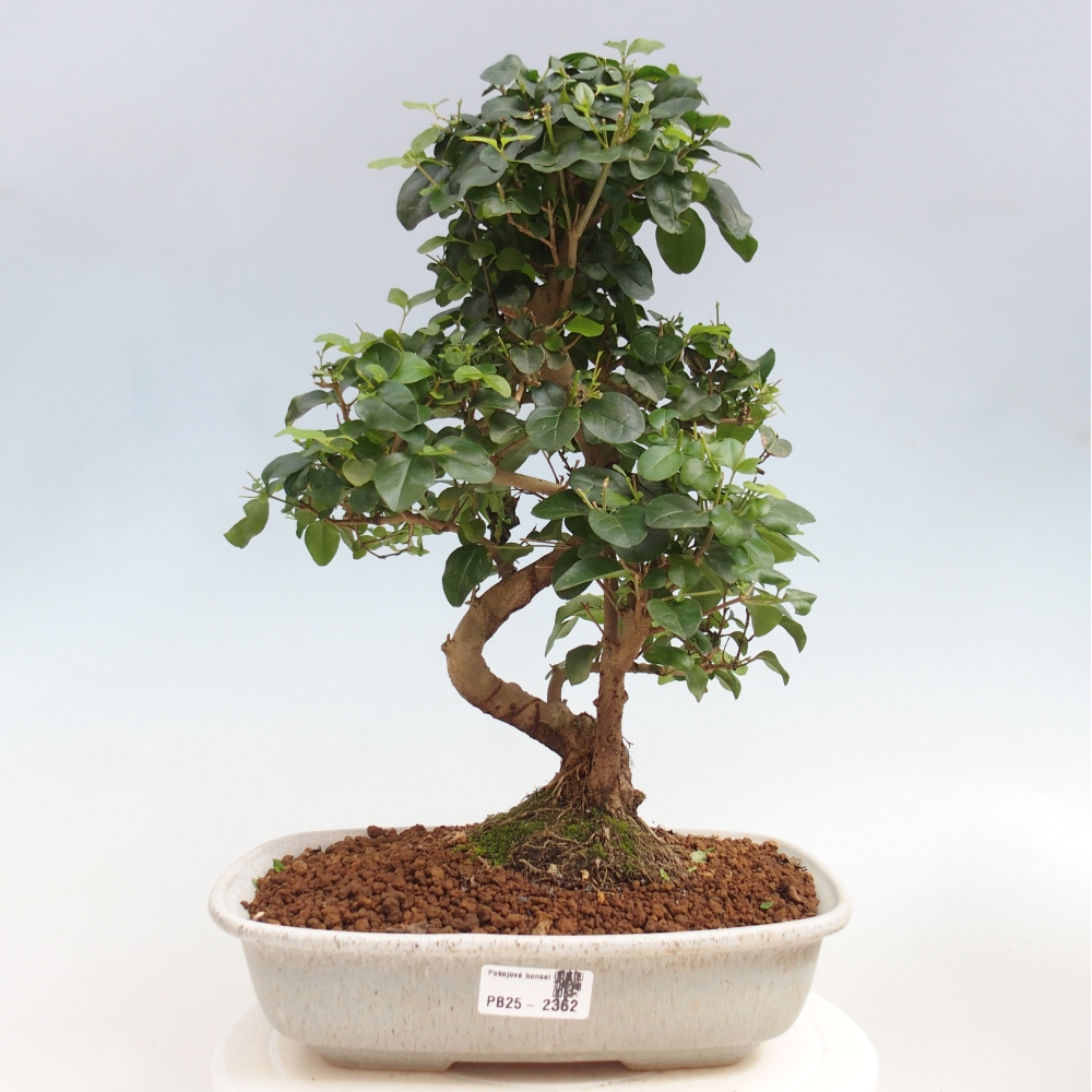 Izbová bonsai -Ligustrum chinensis - Vtáčí zob