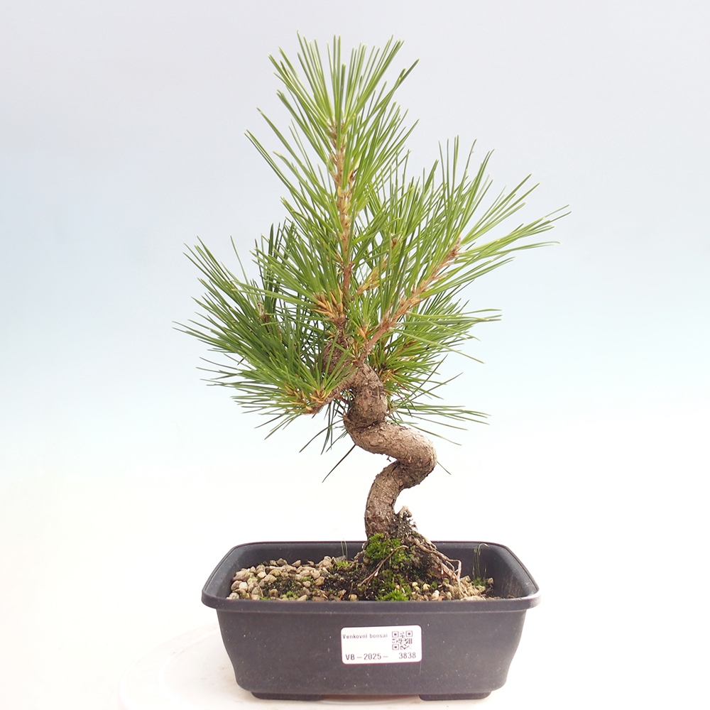 Vonkajšie bonsaje - Pinus thunbergii - borovica Thunbergova