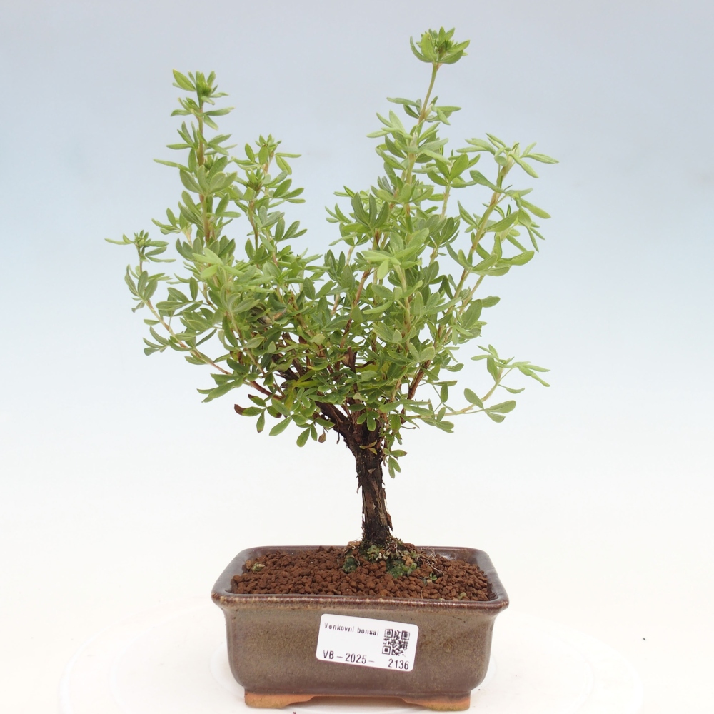 Vonkajšia bonsai-Nátržník krovitá - potentila fruticosa yellow Bird