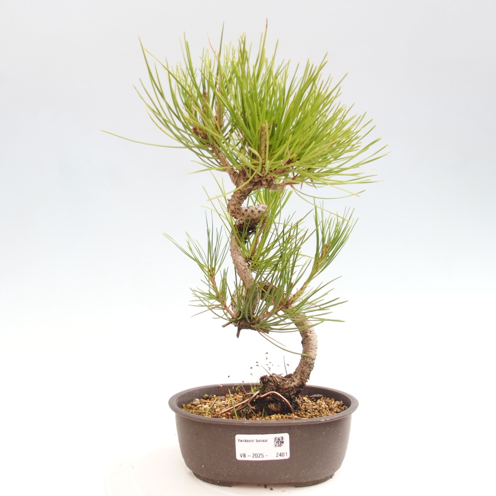 Vonkajší bonsai - Pinus thunbergii - Borovica thunbergova