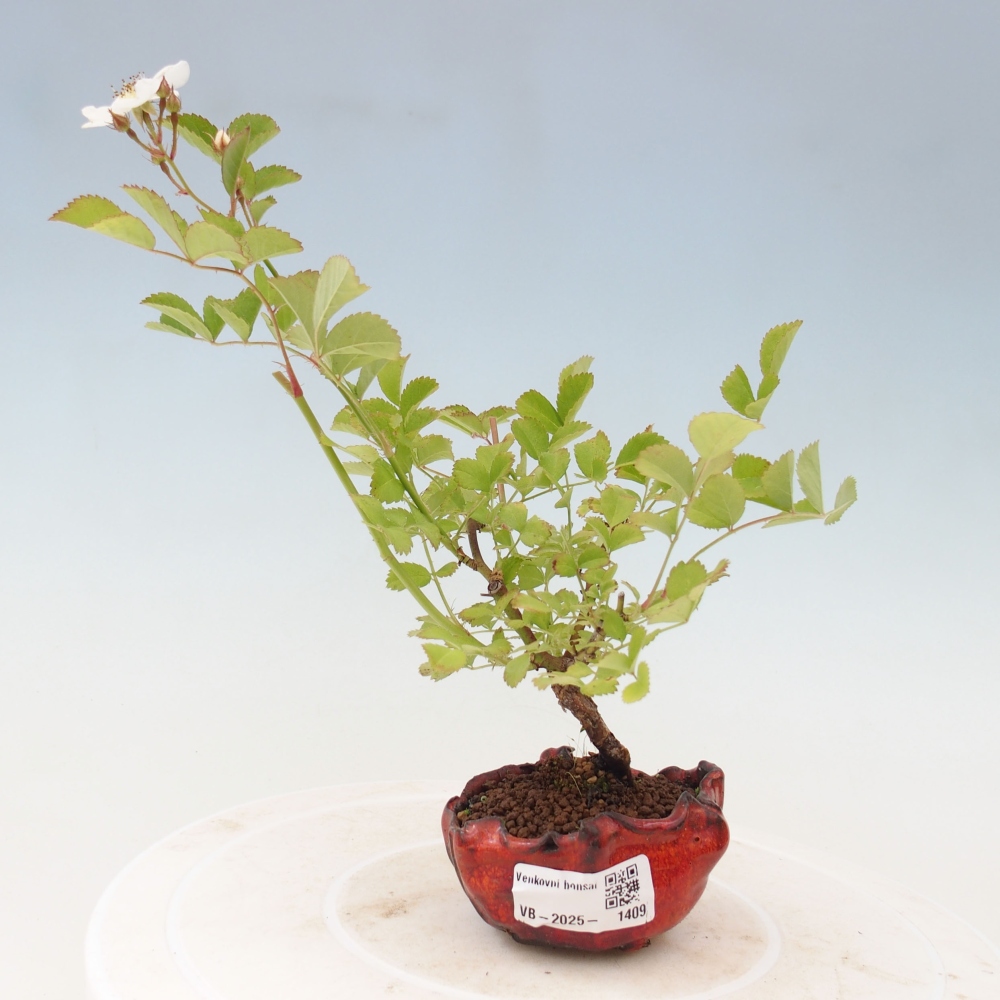 Vonkajší bonsai - Rosa sp. - malokvetá ruža