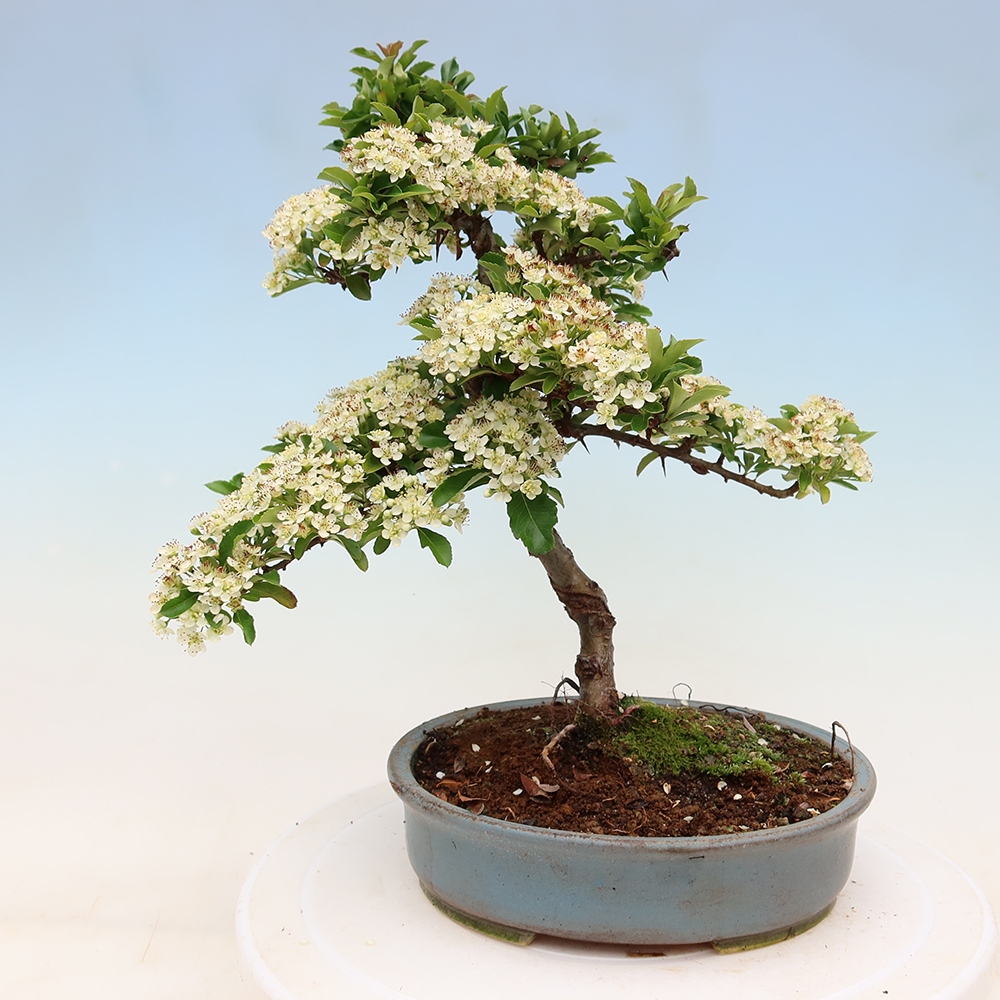 Vonkajší bonsai – Pyracantha teton – hlohovec šarlátový