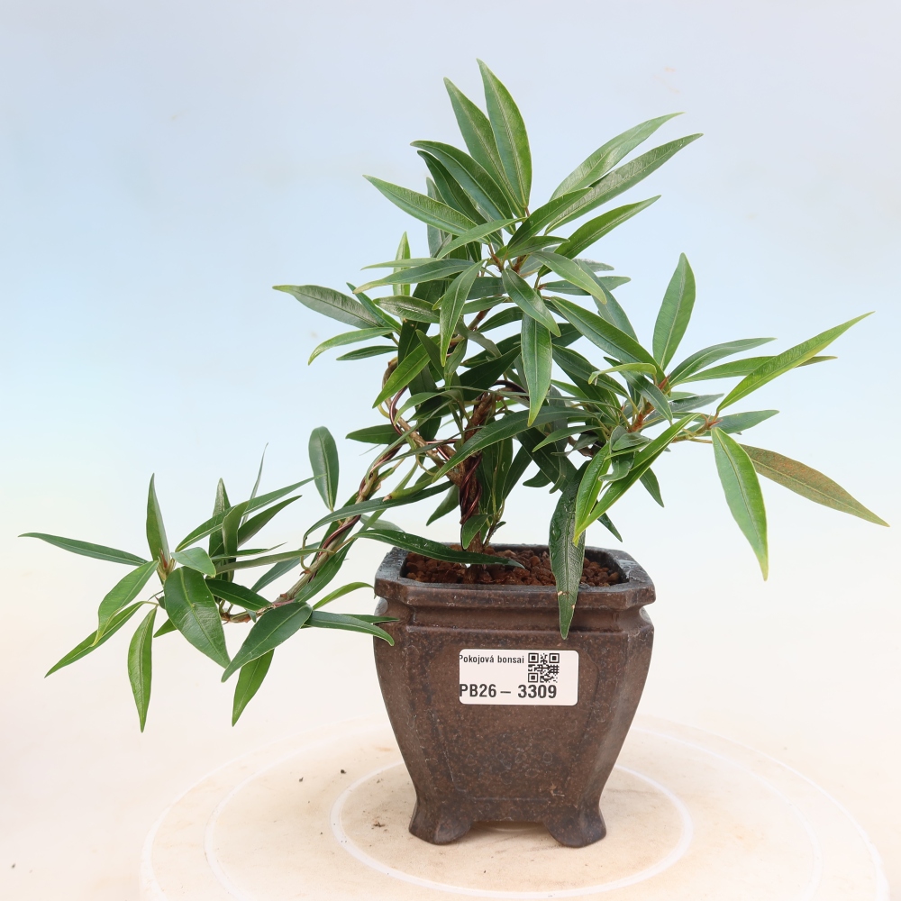 Izbové bonsaje - Ficus nerifolia - fíkus drobnolistý