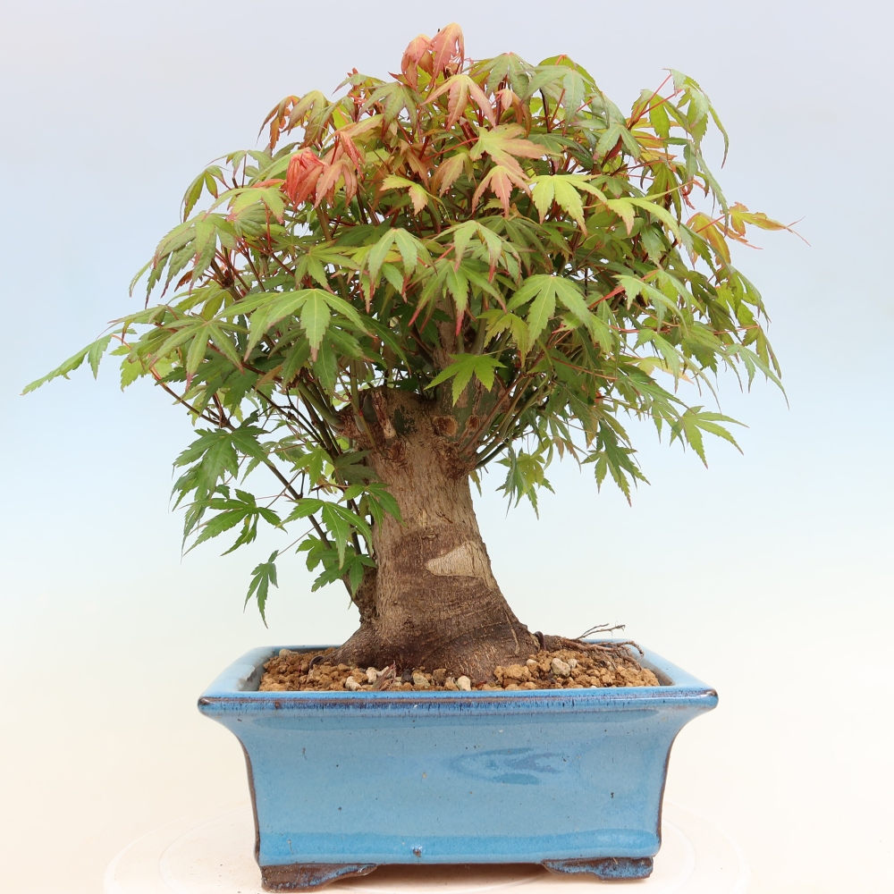 Vonkajšie bonsaje - Javor Burger - Acer Burgerianum