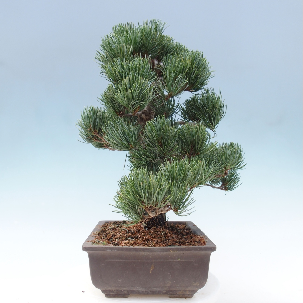 Vonkajšie bonsai - Pinus parviflora - Borovica drobnokvetá