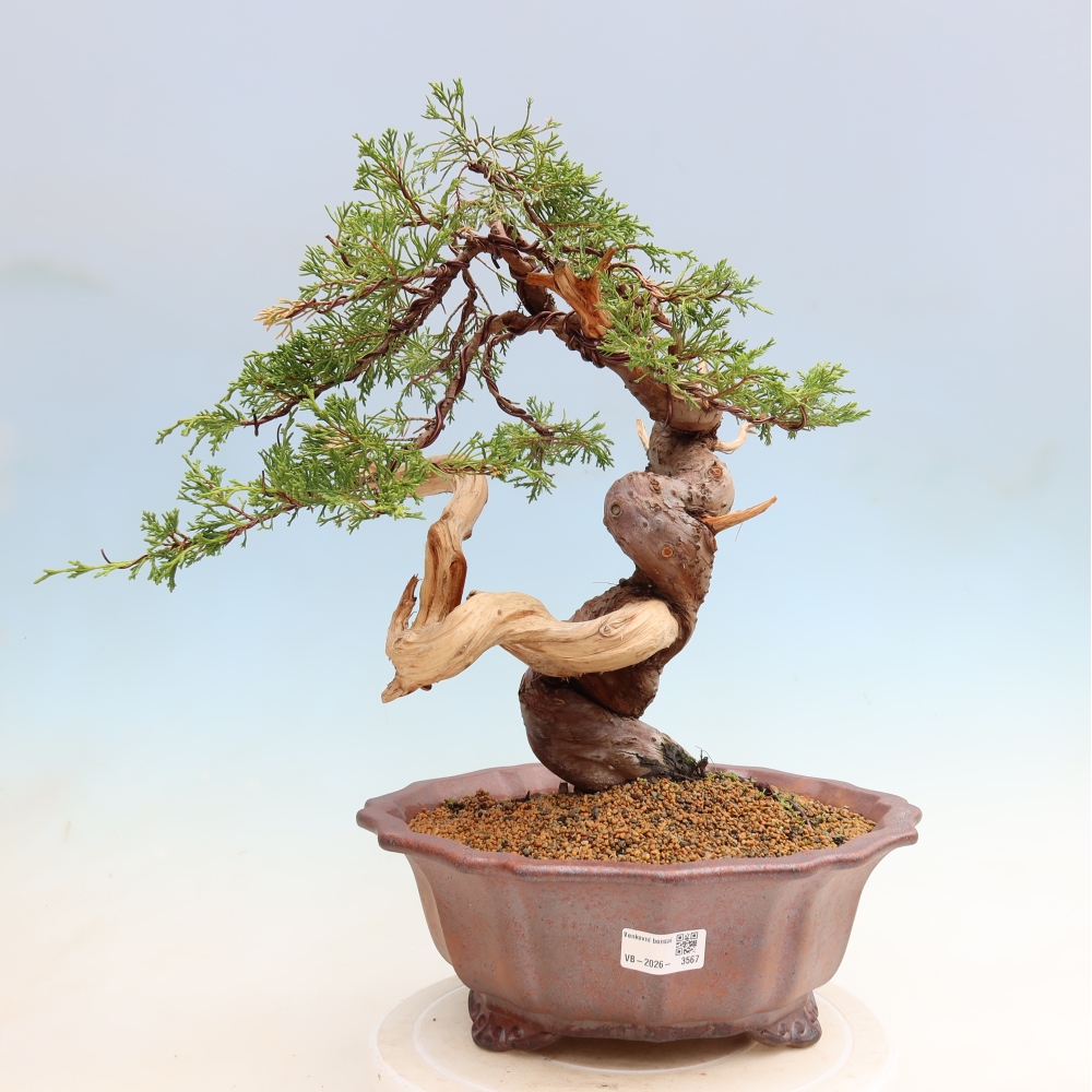Vonkajší bonsai – Juniperus chinensis Itoigawa – čínsky jalovec