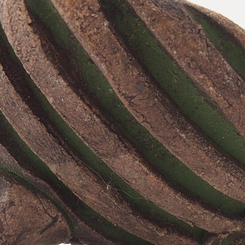 Keramická Škrupina 7 x 7 x 4 cm, farba zelená