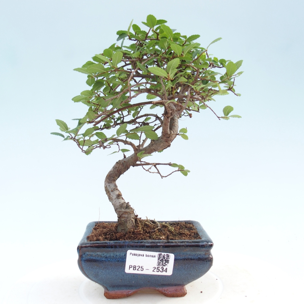 Izbová bonsai - Ulmus parvifolia - Malolistý jilm