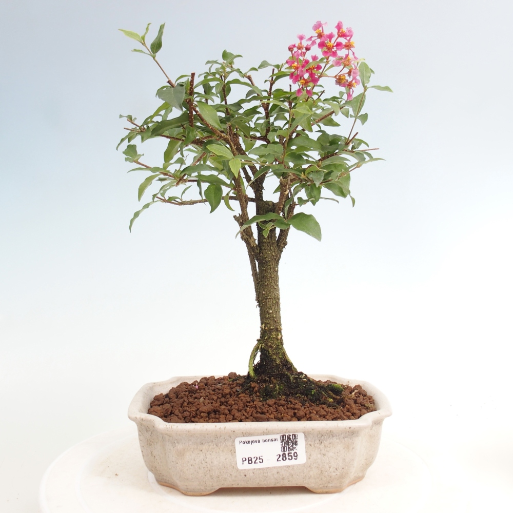 Izbová bonsai - Malpighia coccigera- Barbdorská čerešňa