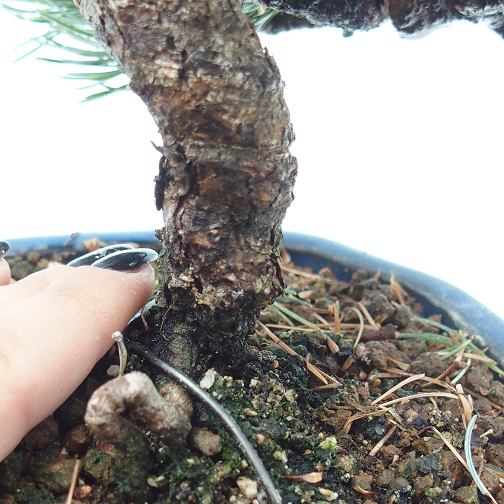 Vonkajšie bonsai - Pinus parviflora - Borovica drobnokvetá