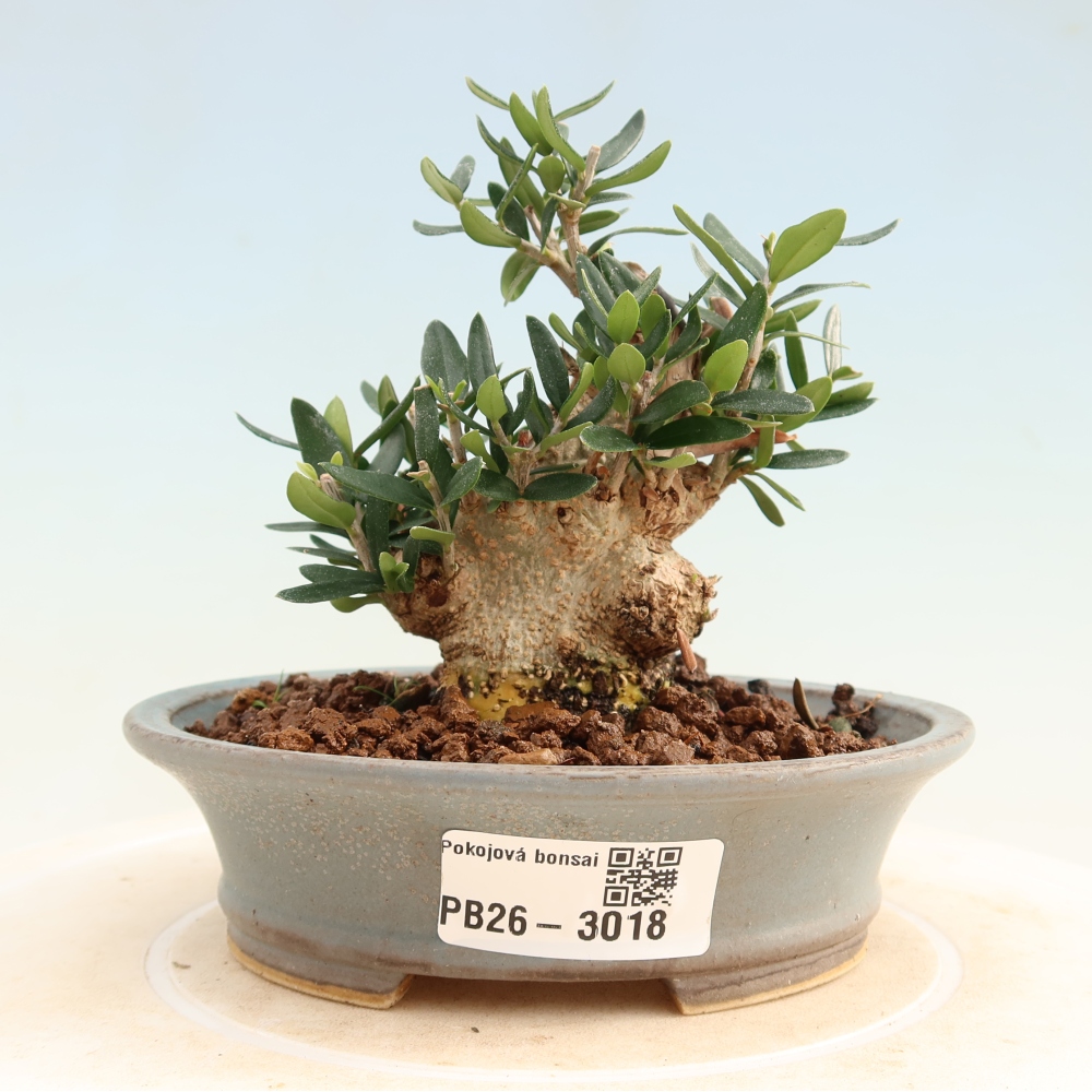 Izbový bonsaj - Olea europaea sylvestris