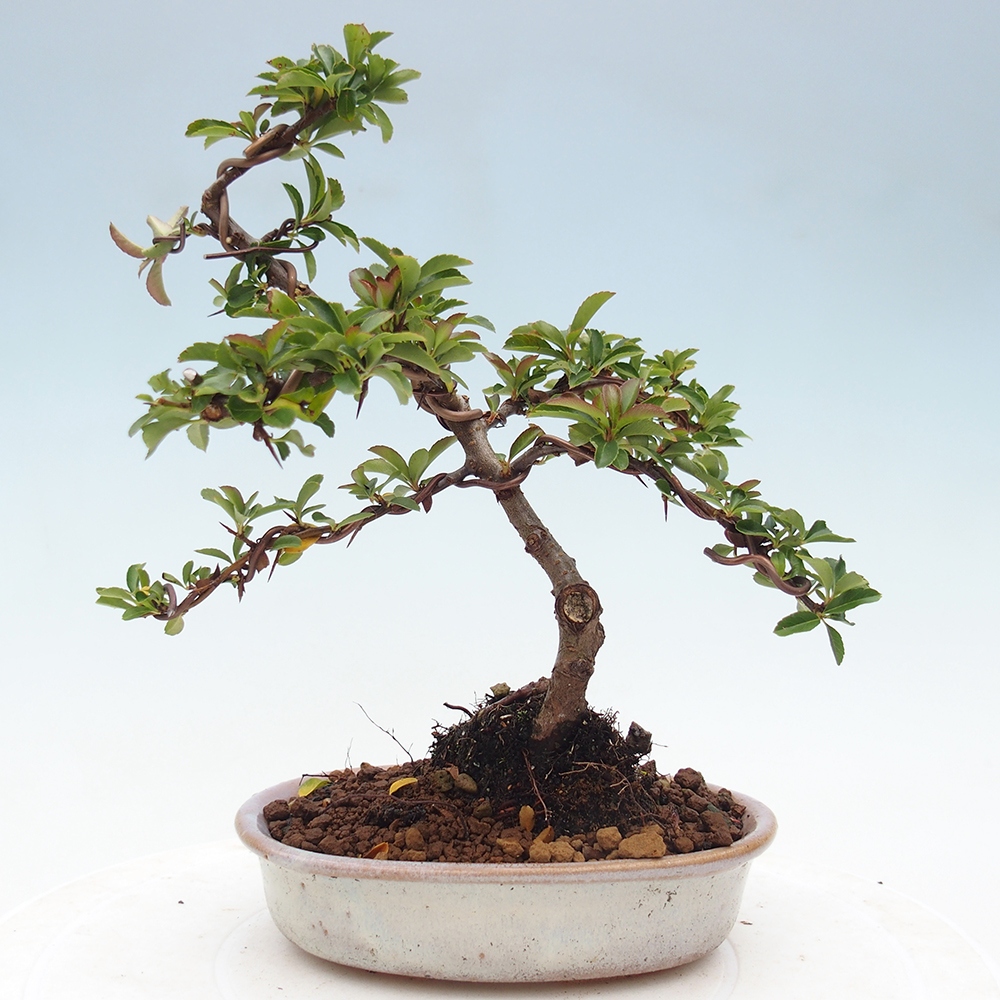 Vonkajšie bonsaje-Pyracantha Teton -Hlox