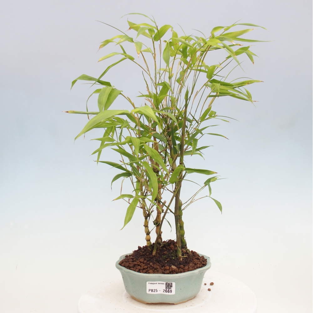 Izbová bonsai - Bambus budha-Bambus budhovo brucho