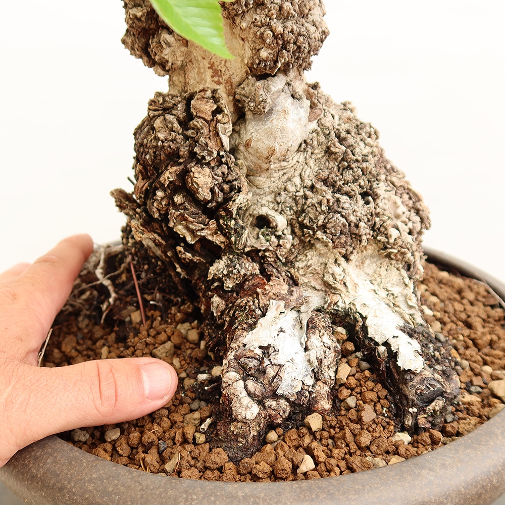 Vonkajší bonsai -Carpinus Coreana - Hrab kórejský