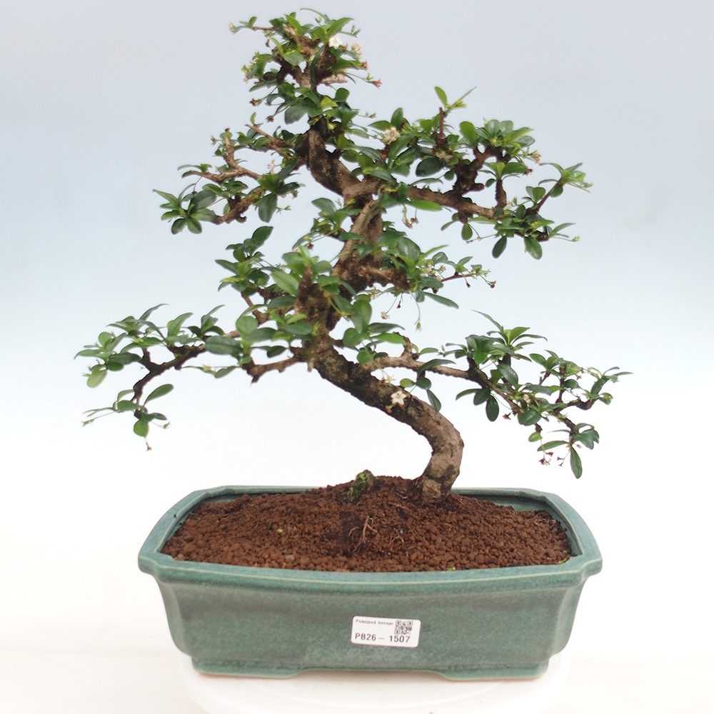 Izbové bonsaje - Carmona macrophylla - Tea fuki