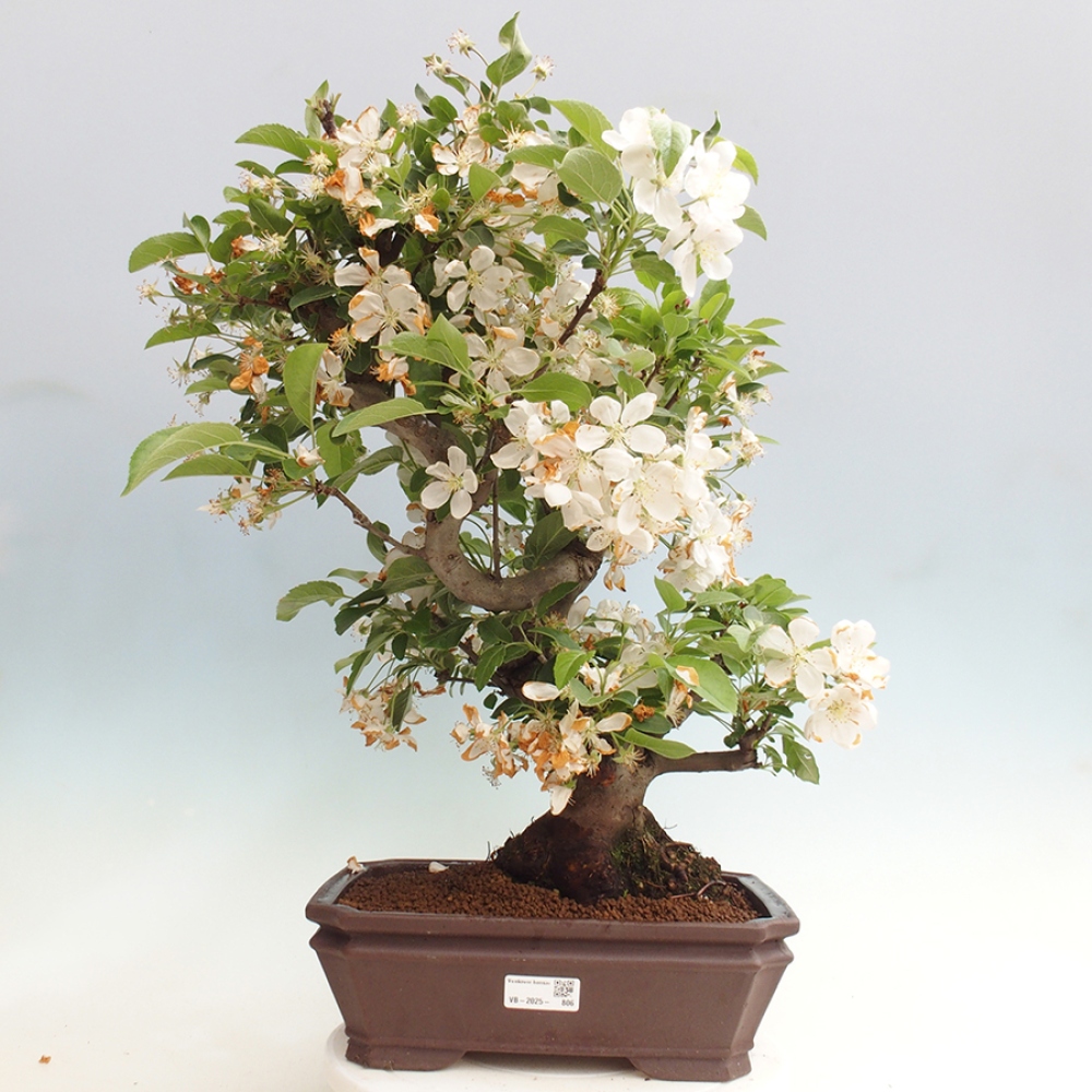 Vonkajší bonsai -Malus halliana - Maloplodá jabloň