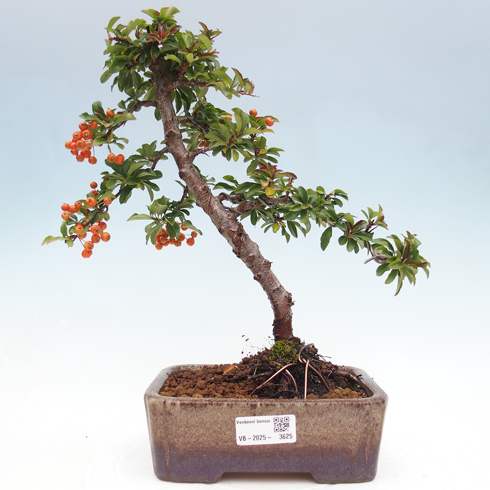 Vonkajšia bonsai-Pyracanta Teton -Hlohyně