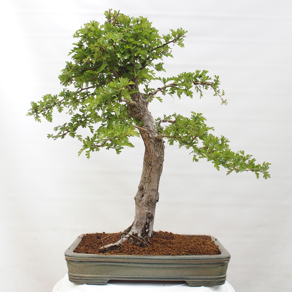 Vonkajší bonsai - Hloh - Crataegus monogyna