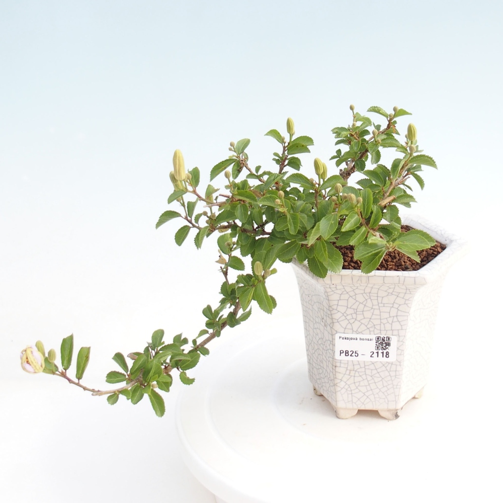 Izbová bonsai - Grewia occidentalis - Hviezdica levanduľová