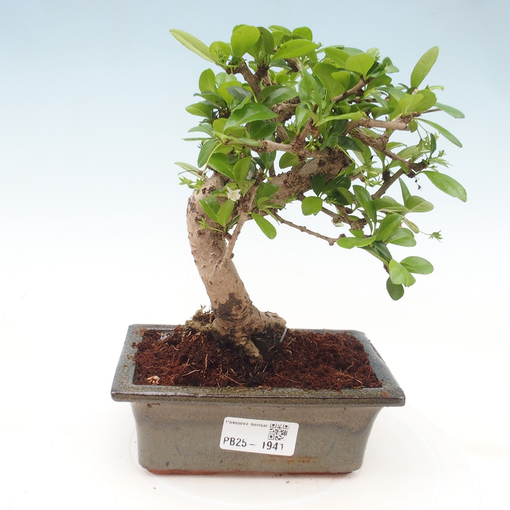 Izbová bonsai - Carmona macrophylla - Čaj fuki