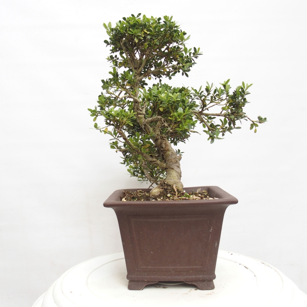Izbová bonsai - Ilex crenata - Cezmína