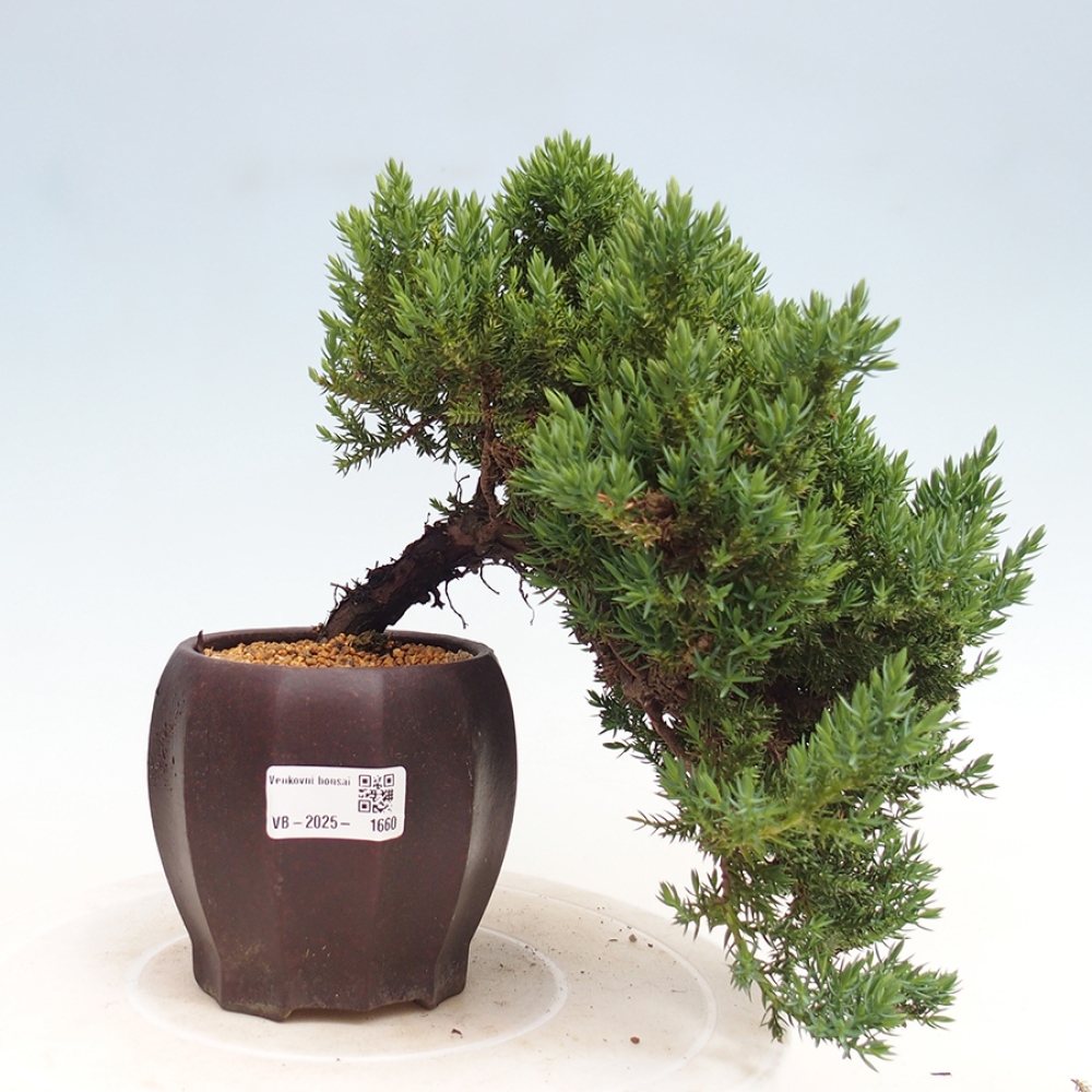 Vonkajší bonsai - Juniperus procumbens - Borievka polehavá