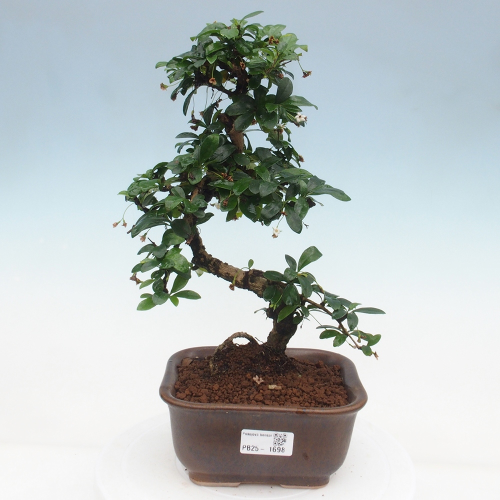 Izbová bonsai - Carmona macrophylla - Čaj fuki