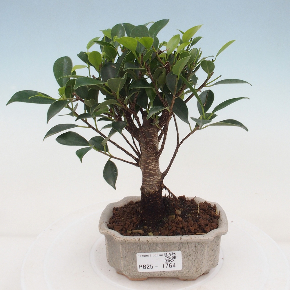 Izbová bonsai - Malolistý fikus - Ficus kimmen