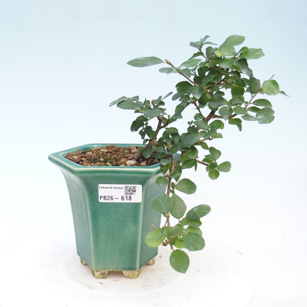 Izbový bonsaj - Grewia occidentalis - Levanduľová hviezdica