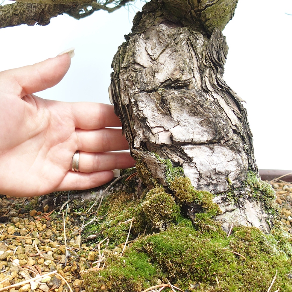 Vonkajšie bonsaje - Pinus parviflora - Pinus parviflora