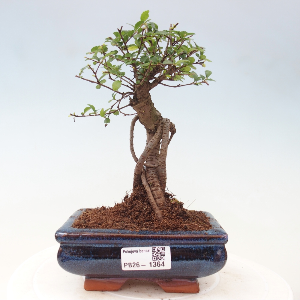 Izbový bonsaj - Ulmus parvifolia - brest malolistý